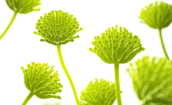 Representation of plants