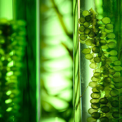 Photobioreactor in algae fuel biofuel industry